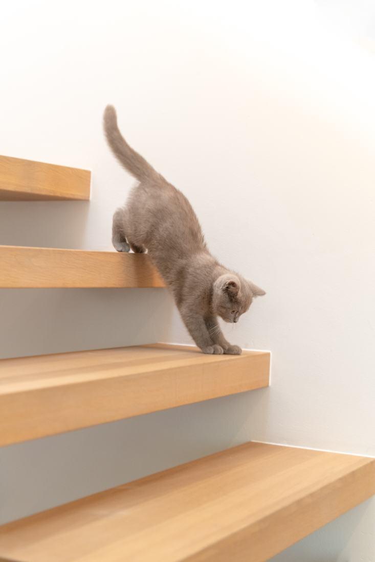 Kat op een zwevende trap in eik